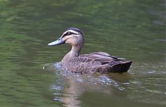 Pacific Black Duck